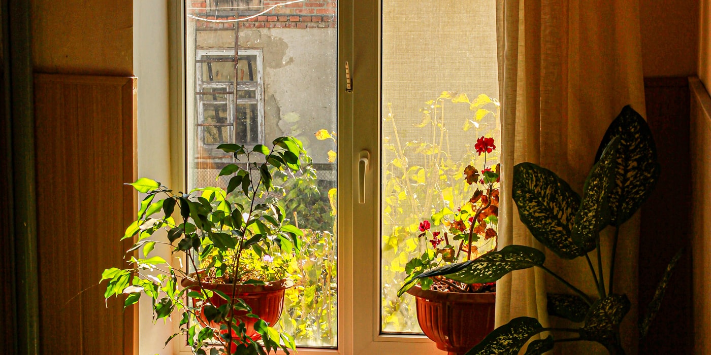 Cuánta luz necesitan tus plantas de interior