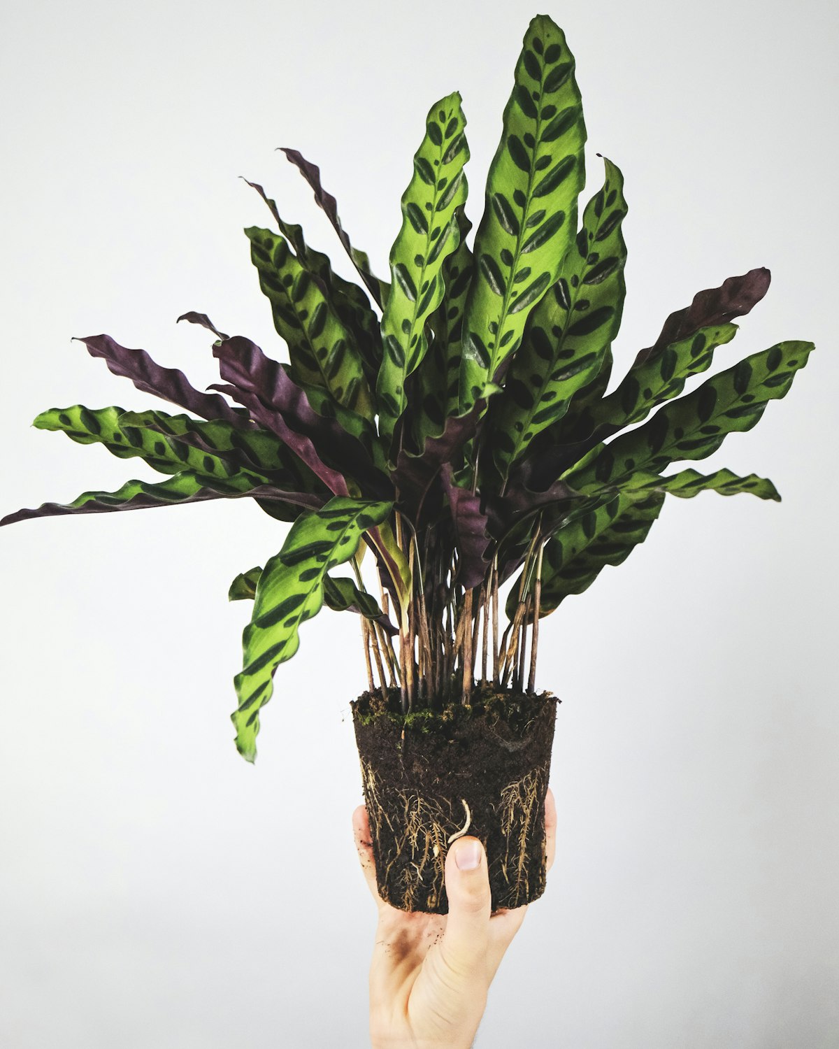 Plantas de interior pet friendly: las mejores opciones seguras para mascotas