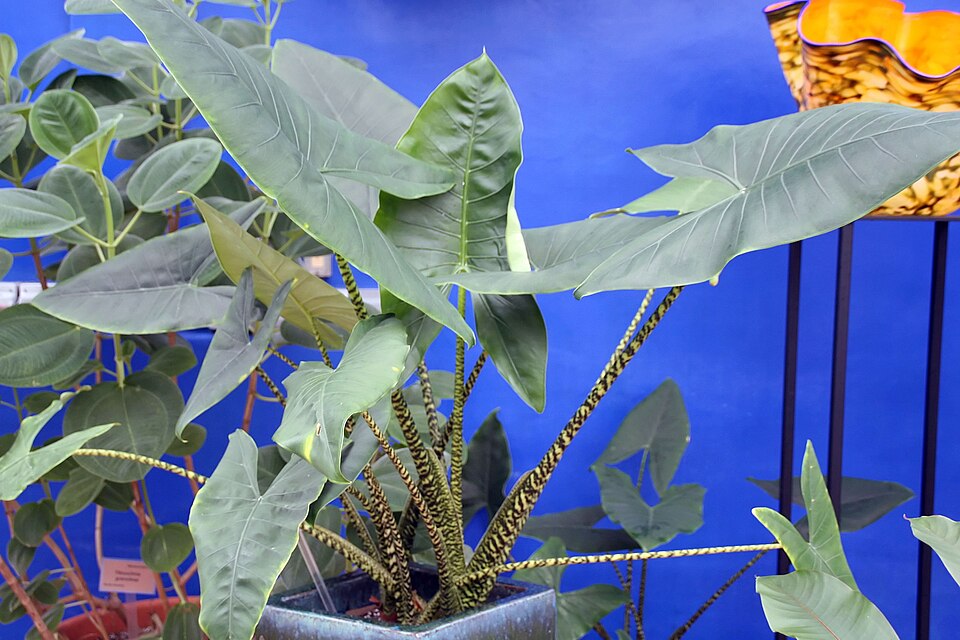 Cómo cuidar una Alocasia