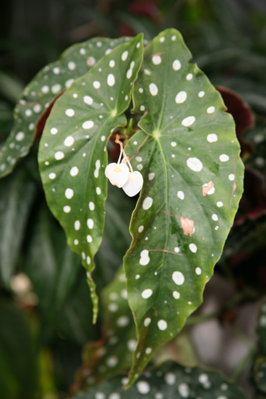 Cómo cuidar una Begonia