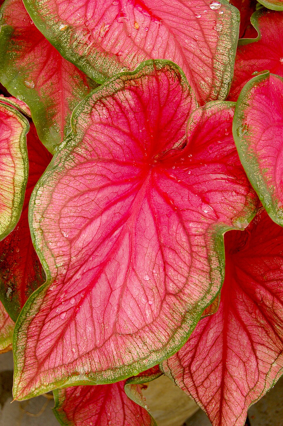 Cómo cuidar un Caladium