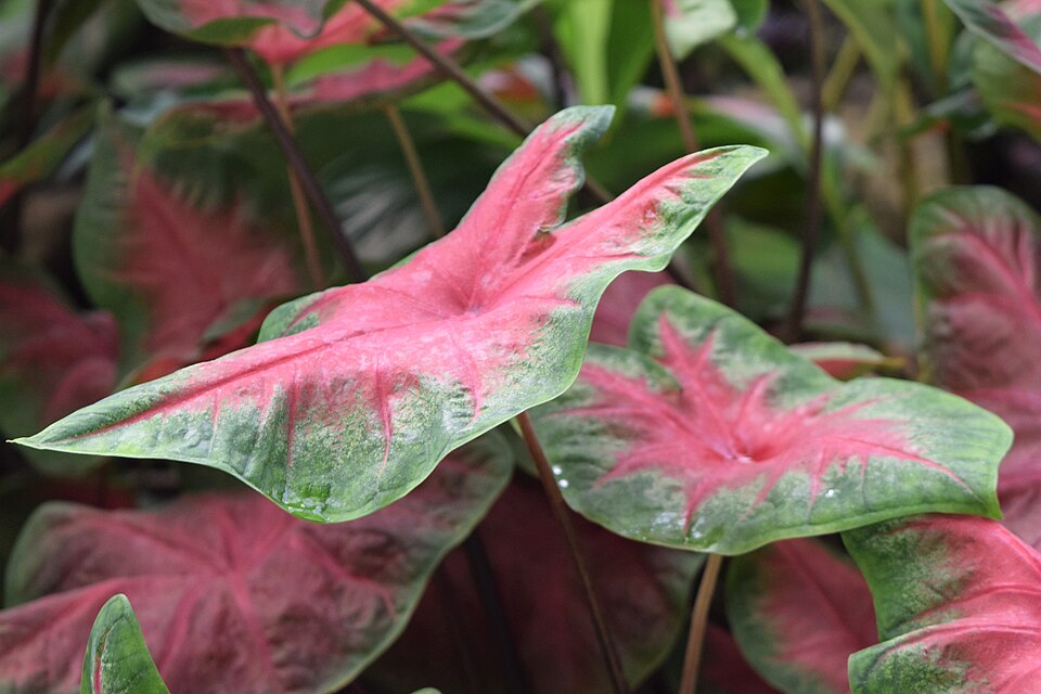 Caladium Red Flash — planta de interior RAICES