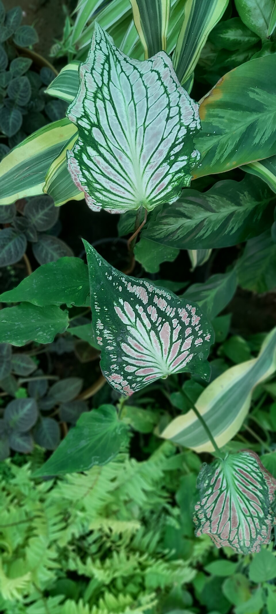 Caladium Pink Beauty — planta de interior RAICES