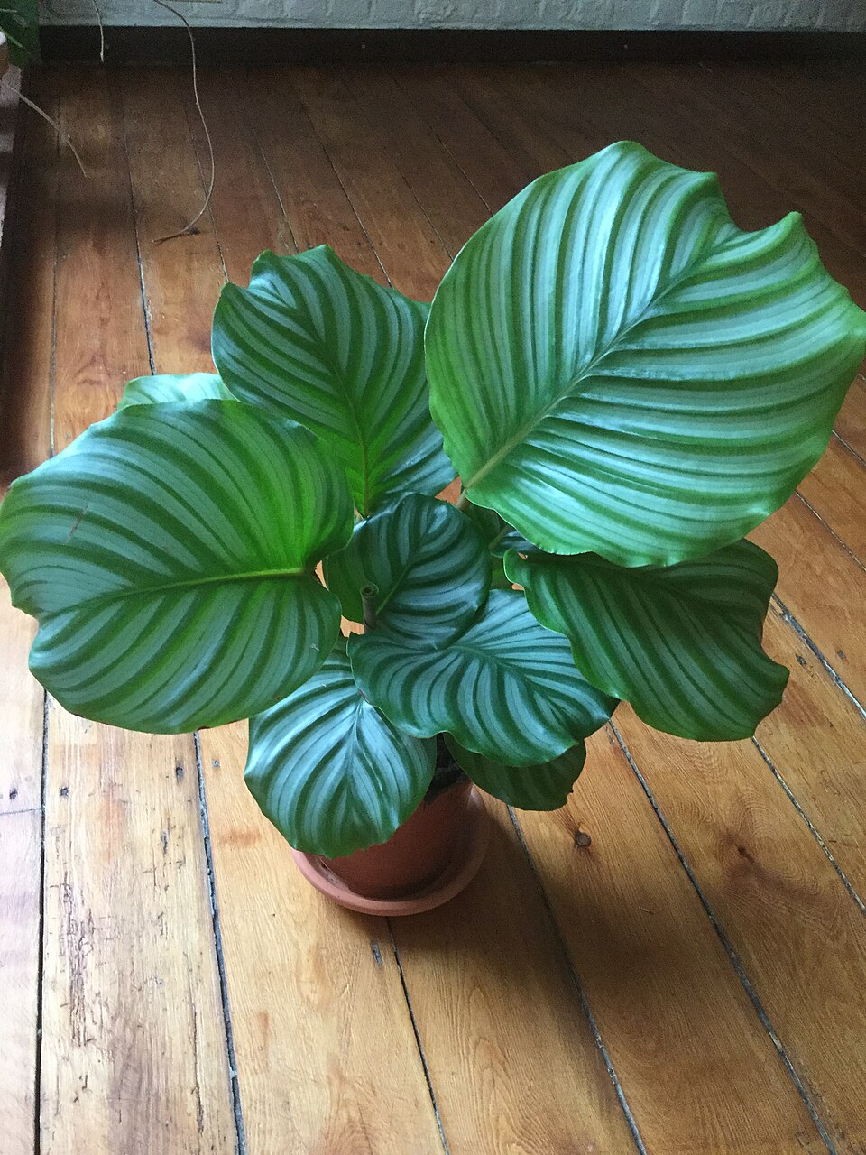 Cómo cuidar una Calathea