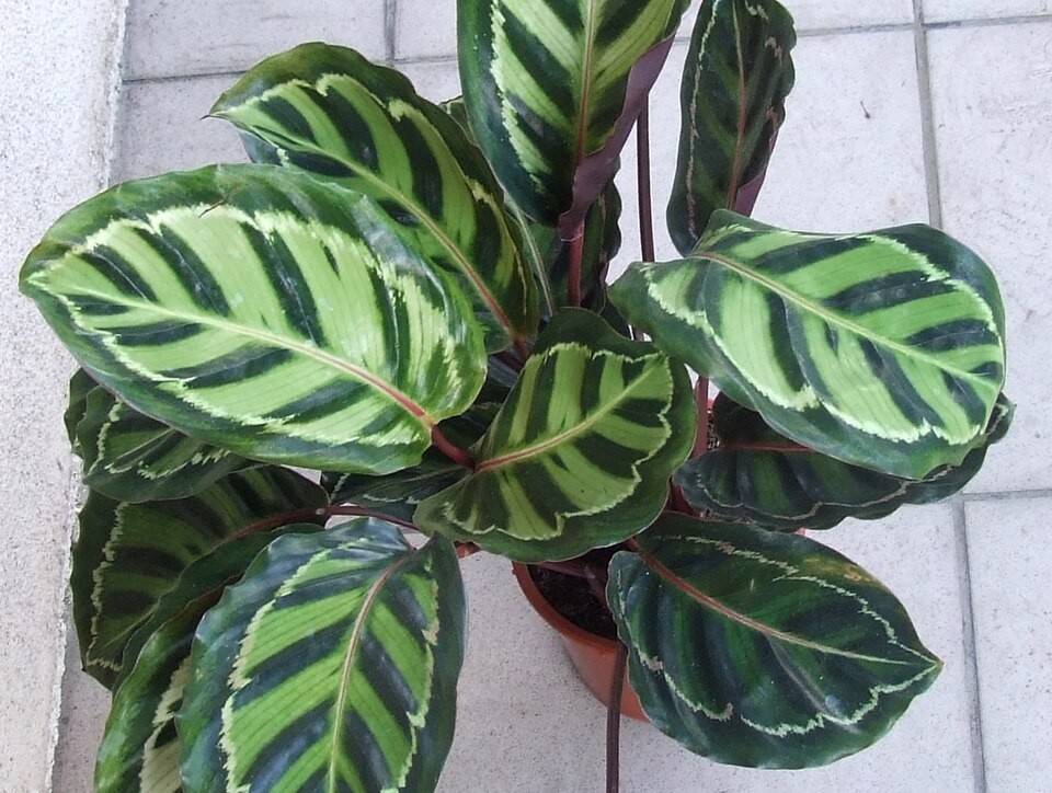 Calathea Medallion — planta de interior RAICES