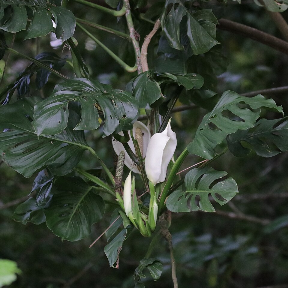 Cómo cuidar una Monstera Adansonii: la del encaje