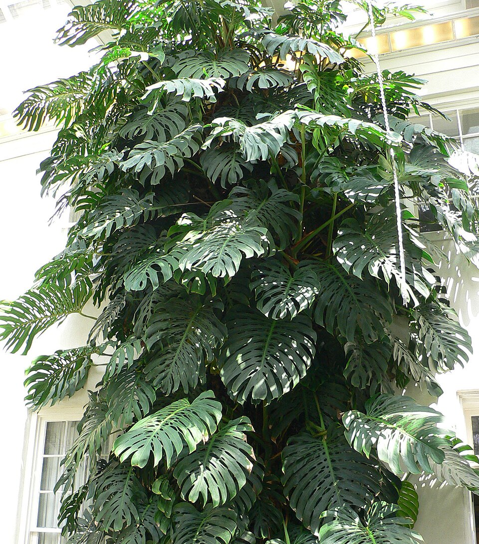 Cómo cuidar una Monstera Deliciosa: guía completa