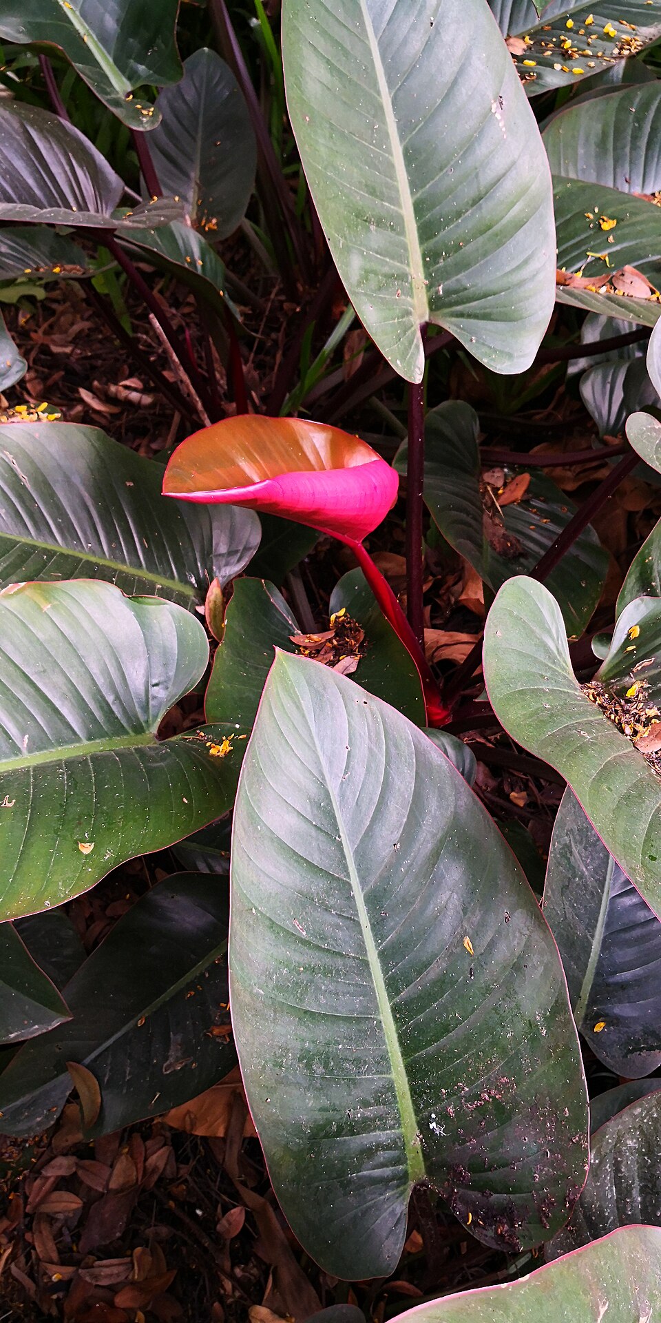 Philodendron Golden Goddess — planta de interior RAICES