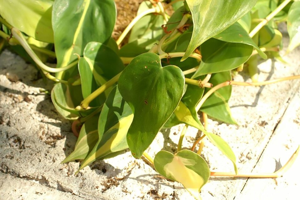 Plantas de interior con poca luz: las mejores y cómo cuidarlas