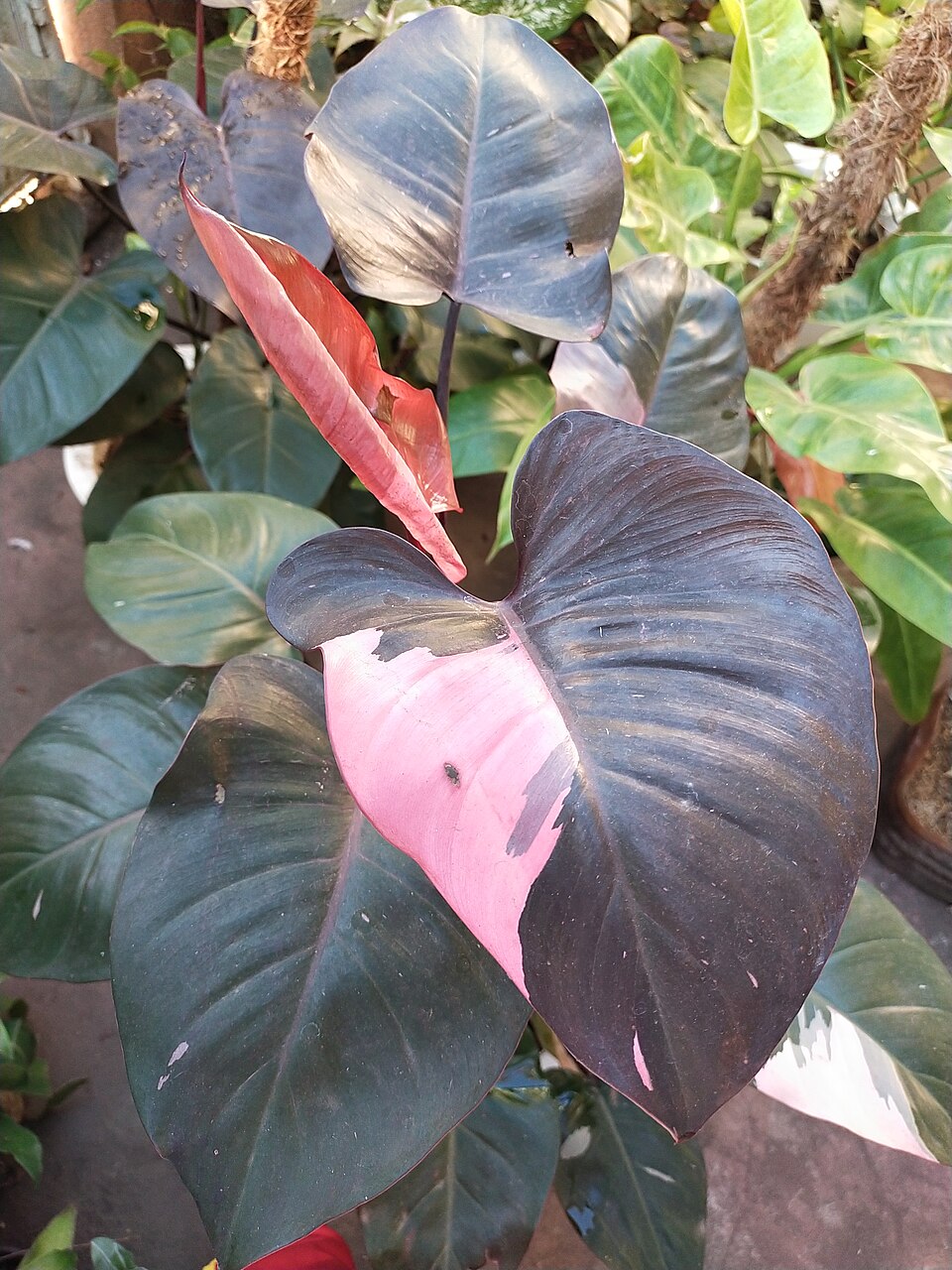 Cómo cuidar un Philodendron Pink Princess (y conservar su rosa)